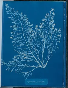 Cystoseria granulata, 1843 or 1844. Creator: Anna Atkins