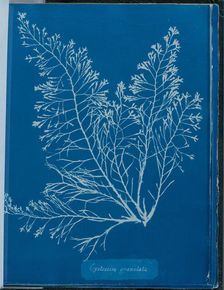 Cystoseria granulata, 1843 or 1844. Creator: Anna Atkins