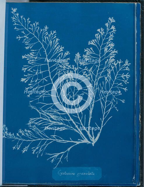 Cystoseria granulata, 1843 or 1844. Creator: Anna Atkins.
