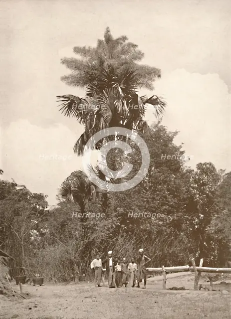 'A Talipot Palm in Flower', 1900. Creator: Unknown.