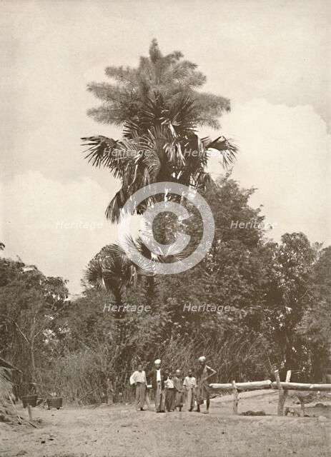 'A Talipot Palm in Flower', 1900. Creator: Unknown.