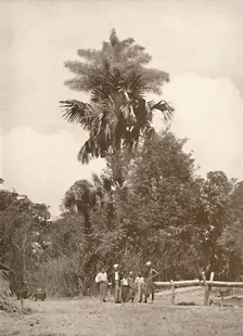A Talipot Palm in Flower 1900. Creator: Unknown