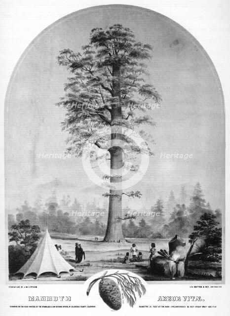 A tall tree, California, USA, 19th century (1937).Artist: Britton & Rey