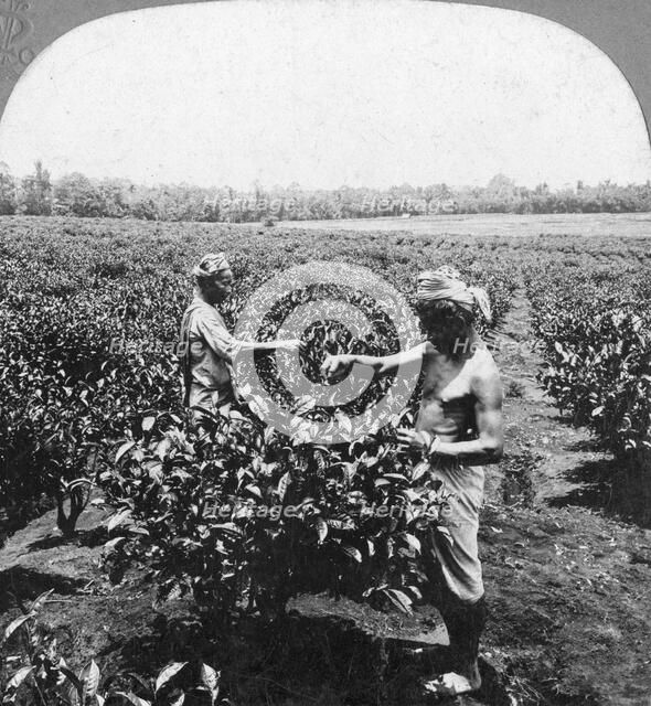 A tea plantation, Java, Indonesia, 1902.Artist: CH Graves
