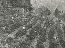 A tea plantation outside the town, Kobe, Japan, 1895. Creator: Unknown