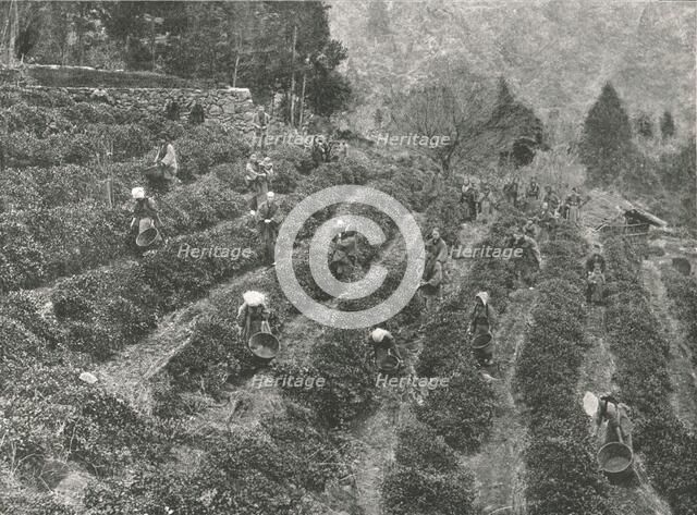 A tea plantation outside the town, Kobe, Japan, 1895. Creator: Unknown.