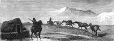 A team of Ponies; An Icelanders Notes on Iceland 1875. Creator: Unknown
