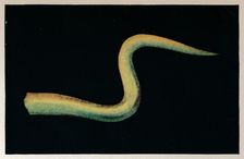 A Thought-Form of Watchful Jealousy c1916, (1917)