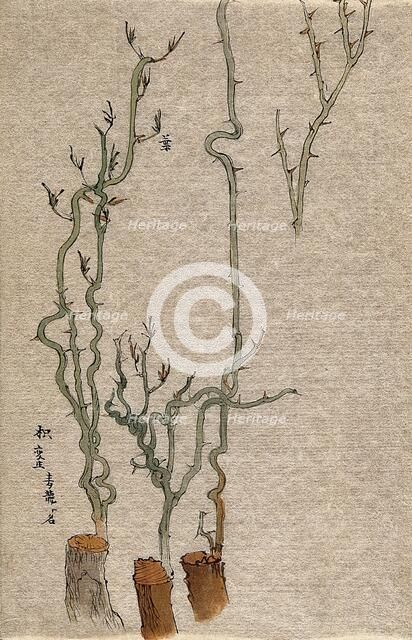 A thorny stem of Poncirus grafted to a woody stock. Creator: Unknown.