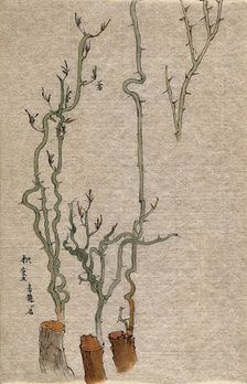 A thorny stem of Poncirus grafted to a woody stock. Creator: Unknown