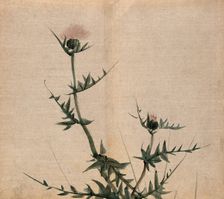 A thistle (Cirsium species): flowering stem. Creator: Unknown