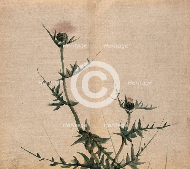 A thistle (Cirsium species): flowering stem. Creator: Unknown.