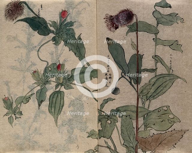A thistle flower and fruiting plant. Creator: Unknown.
