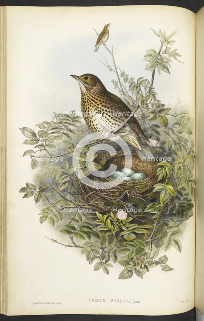 A thrush, sitting above its nest, containing eggs, 1873.  Creator: Henry Constantine Richter.