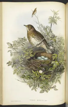 A thrush, sitting above its nest, containing eggs, 1873. Creator: Henry Constantine Richter