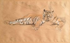 A Tiger Waiting, c1900s. Creator: John MacAllan Swan