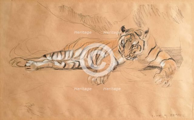 A Tiger Waiting, c1900s. Creator: John MacAllan Swan.
