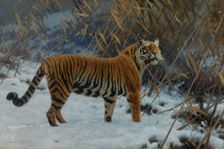 A tiger in the snow