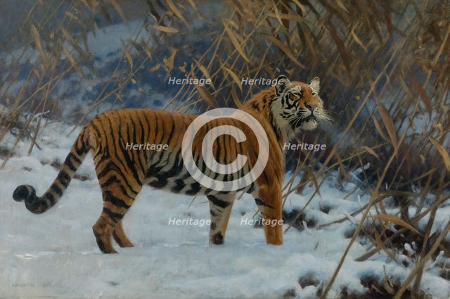 A tiger in the snow.