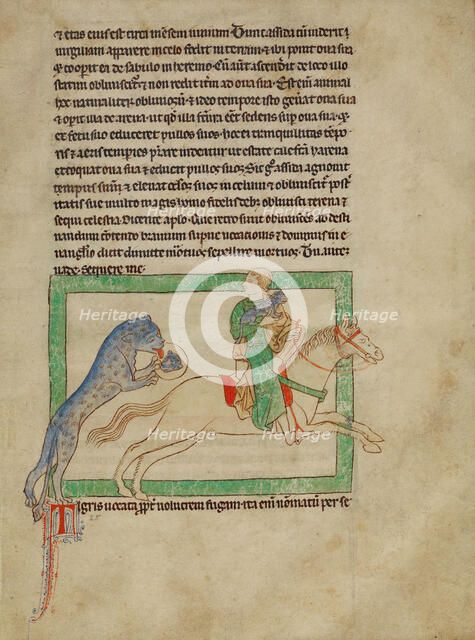 A Tiger; Northumberland Bestiary, about 1250-1260. Creator: Unknown.