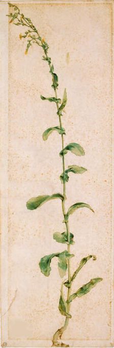 A Tobacco Plant, First quarter of 16th cen.. Creator: Dürer, Albrecht (1471-1528)