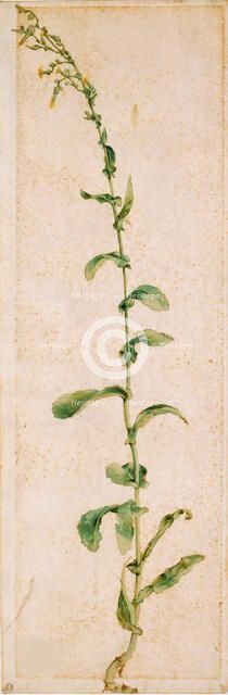A Tobacco Plant, First quarter of 16th cen.. Creator: Dürer, Albrecht (1471-1528).