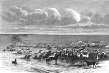 A troup of horses crossing the Volga; A Journey on the Volga 1875. Creator: Nicholas Rowe