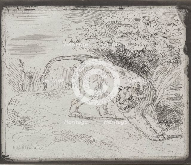 A Trapped Tiger, 1854. Creator: Eugène Delacroix (French, 1798-1863).