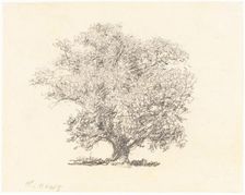 A Tree in Full-Leaf. Creator: William Henry Hunt