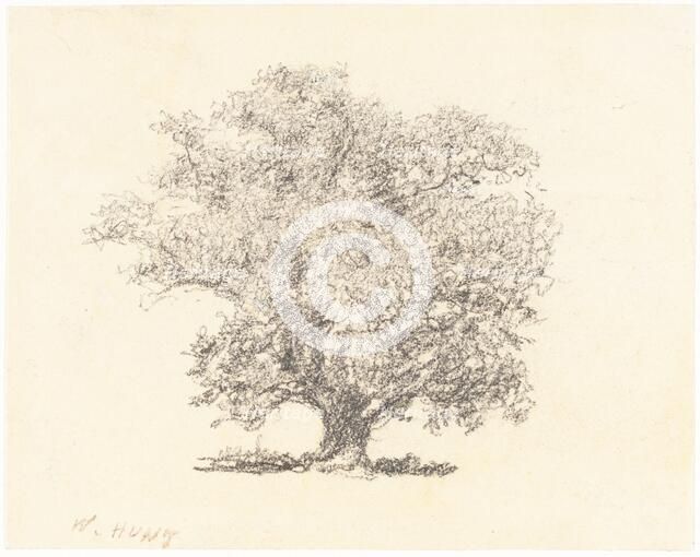 A Tree in Full-Leaf. Creator: William Henry Hunt.