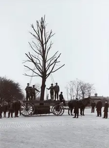 A tree is moved from the railway station to an avenue, Landskrona, Sweden, 1916. Creator: Unknown