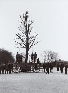 A tree is moved from the railway station to an avenue, Landskrona, Sweden, 1916