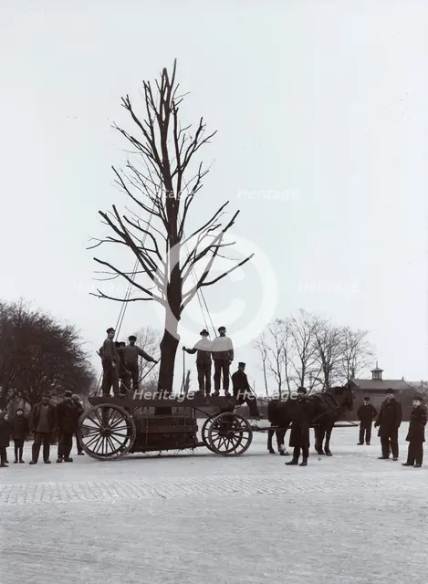 A tree is moved from the railway station to an avenue, Landskrona, Sweden, 1916. Creator: Unknown.