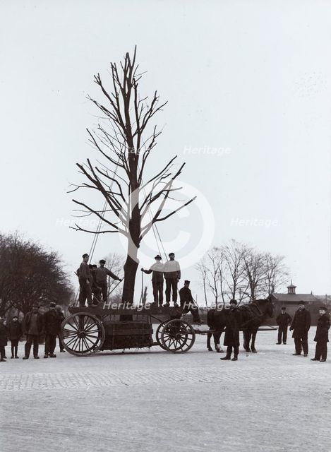 A tree is moved from the railway station to an avenue, Landskrona, Sweden, 1916. Artist: Unknown