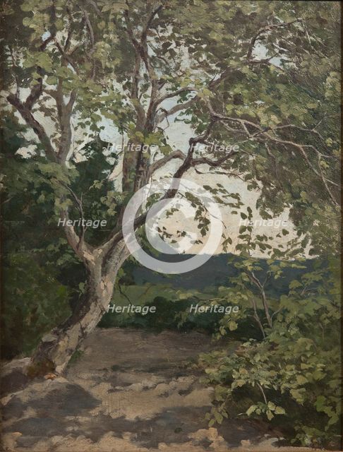 A Tree. Study, late 19th century. Creator: Anna Nordlander.