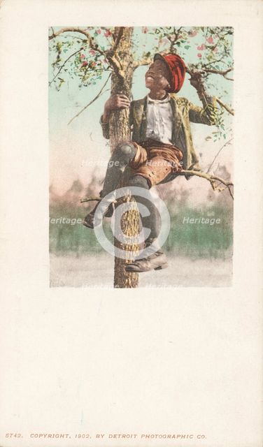 A Treed Coon, 1900 - 1902. Creator: Detroit Publishing Company.