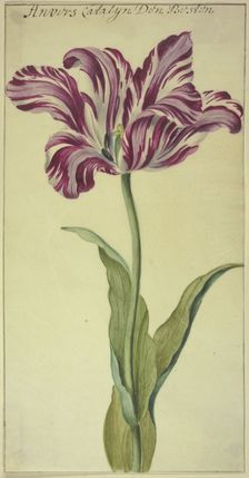 A tulip, 17th century. Creator: Unknown