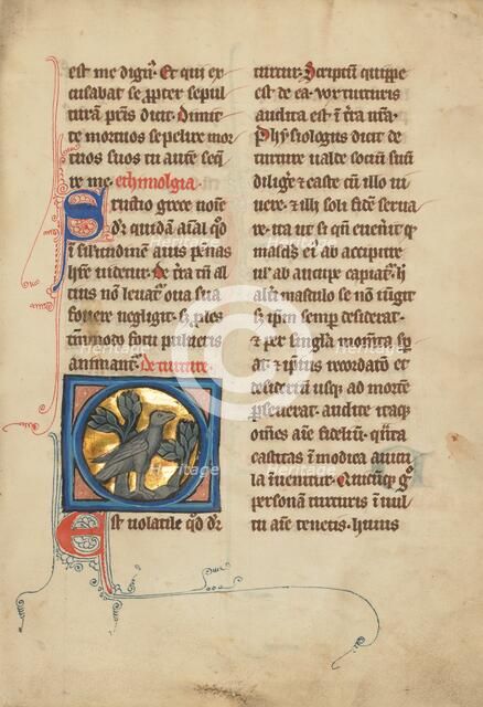 A Turtle Dove; De Natura Avium; De Pastoribus et Ovibus; Bestiarium, 1277 or after. Creator: Unknown.