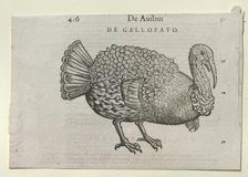 A Turkey, 16th or 17th century