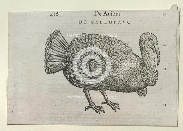 A Turkey, 16th or 17th century. Artist: Unknown.