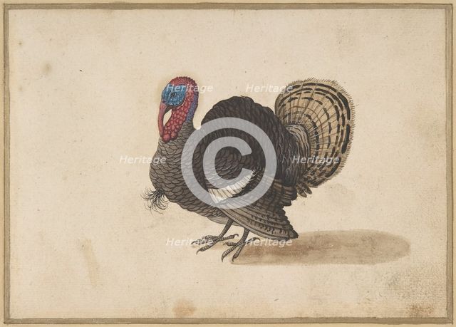 A Turkey.  Creator: Anon.
