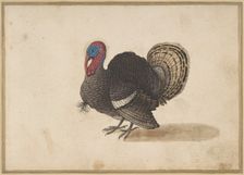 A Turkey. Creator: Anon