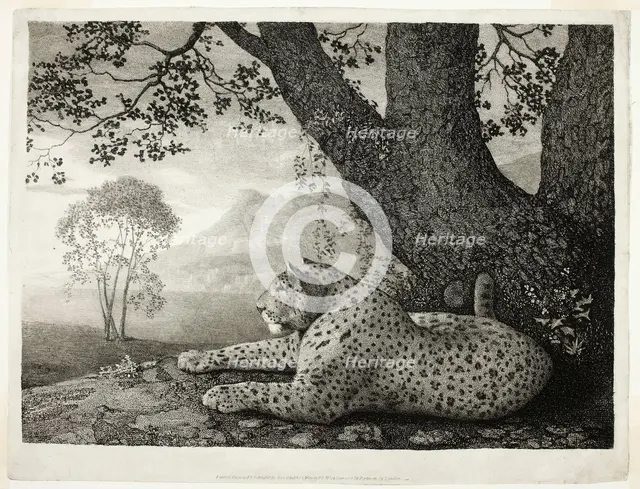 A Tyger (A Recumbent Leopard by a Tree), May 1, 1788. Creator: George Stubbs.