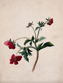 A type of aven (Geum species): flowering stem, 1839. Creator: Mary Anne Bayfield