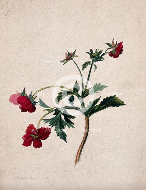 A type of aven (Geum species): flowering stem, 1839. Creator: Mary Anne Bayfield.