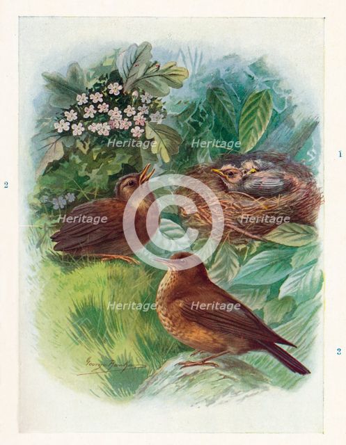 'A Typical Nidicolous Nestling - Three Stages. Blackbird', c1910, (1910). Artist: George James Rankin.
