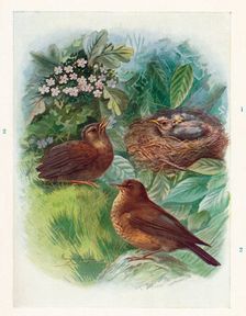 A Typical Nidicolous Nestling - Three Stages. Blackbird c1910, (1910). Artist: George James Rankin