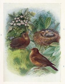 A Typical Nidicolous Nestling - Three Stages. Blackbird c1910, (1910). Artist: George James Rankin
