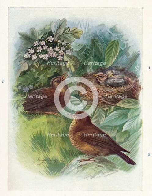 'A Typical Nidicolous Nestling - Three Stages. Blackbird', c1910, (1910). Artist: George James Rankin.