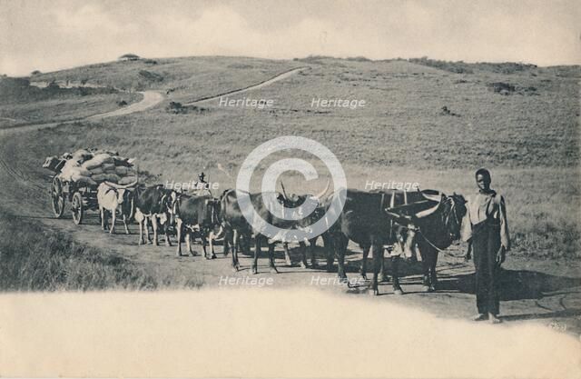 'A typical ox waggon - South Africa', early 20th century. Creator: Unknown.
